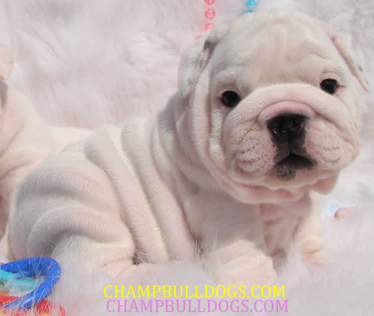 English bulldog puppies for sale